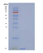 SDS-PAGE analysis of Human SCGB3A2 (Secretoglobin Family 3A Member 2) - Recombinant Protein, showing >95% purity under 15% SDS-PAGE (Reduced)