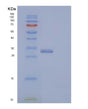SDS-PAGE analysis of Human VSIG8 (V-Set And Immunoglobulin Domain-Containing Protein 8) - Recombinant Protein, showing >95% purity under 15% SDS-PAGE (Reduced)