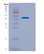 SDS-PAGE analysis of Human FCGR2A (Low Affinity Immunoglobulin Gamma Fc Region Receptor Ii-A) - Recombinant Protein, showing >85% purity under 15% SDS-PAGE (Reduced)