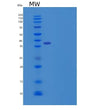 SDS-PAGE analysis of Human SFTPD (Pulmonary Surfactant-Associated Protein D) - Recombinant Protein, CAT# BLT-08412P showing >85% purity under 15% SDS-PAGE (Reduced)
