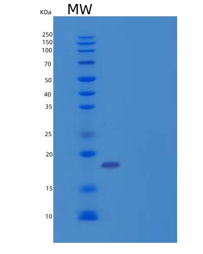 SDS-PAGE analysis of Human FGF10 (Fibroblast Growth Factor 10) - Recombinant Protein, showing >90% purity under 15% SDS-PAGE (Reduced)
