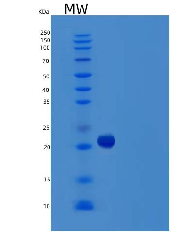 SDS-PAGE analysis of Human TNFSF15 (Tumor Necrosis Factor Ligand Superfamily Member 15) - Recombinant Protein, showing >85% purity under 15% SDS-PAGE (Reduced)