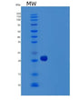 SDS-PAGE analysis of Human TNFSF15 (Tumor Necrosis Factor Ligand Superfamily Member 15) - Recombinant Protein, showing >85% purity under 15% SDS-PAGE (Reduced)