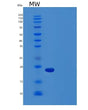 SDS-PAGE analysis of Human LTA (Lymphotoxin-Alpha) - Recombinant Protein, showing >85% purity under 15% SDS-PAGE (Reduced)