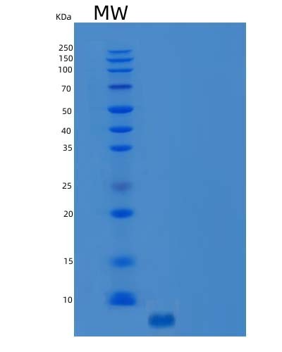 SDS-PAGE analysis of Human CCL5 (C-C Motif Chemokine 5) - Recombinant Protein, showing >95% purity under 15% SDS-PAGE (Reduced)