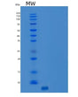 SDS-PAGE analysis of Human CCL5 (C-C Motif Chemokine 5) - Recombinant Protein, showing >95% purity under 15% SDS-PAGE (Reduced)