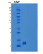 SDS-PAGE analysis of Human B2M (Beta-2-Microglobulin) - Recombinant Protein, showing >85% purity under 15% SDS-PAGE (Reduced)