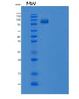 SDS-PAGE analysis of Human EPHB6 (Ephrin Type-B Receptor 6) - Recombinant Protein, showing >90% purity under 15% SDS-PAGE (Reduced)