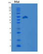 SDS-PAGE analysis of Human CD274 (Programmed Cell Death 1 Ligand 1) - Recombinant Protein, showing >85% purity under 15% SDS-PAGE (Reduced)