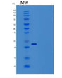 SDS-PAGE analysis of Human HRAS (Gtpase Hras) - Recombinant Protein, showing >90% purity under 15% SDS-PAGE (Reduced)