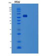 SDS-PAGE analysis of Human ALB (Albumin) - Recombinant Protein, showing >85% purity under 15% SDS-PAGE (Reduced)