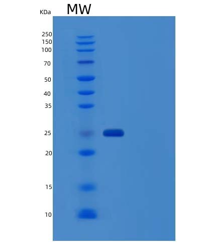SDS-PAGE analysis of Human IGHG4 (Immunoglobulin Heavy Constant Gamma 4) - Recombinant Protein, showing >90% purity under 15% SDS-PAGE (Reduced)