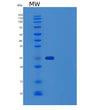 SDS-PAGE analysis of Human IGHG4 (Immunoglobulin Heavy Constant Gamma 4) - Recombinant Protein, showing >90% purity under 15% SDS-PAGE (Reduced)