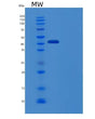 SDS-PAGE analysis of Human IFNAR1 (Interferon Alpha/Beta Receptor 1) - Recombinant Protein, showing >85% purity under 15% SDS-PAGE (Reduced)