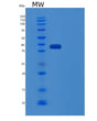 SDS-PAGE analysis of Human CFHR1 (Complement Factor H-Related Protein 1) - Recombinant Protein, showing >95% purity under 15% SDS-PAGE (Reduced)