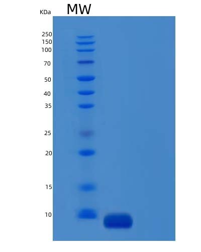 SDS-PAGE analysis of Human CCL26 (C-C Motif Chemokine 26) - Recombinant Protein, showing >95% purity under 15% SDS-PAGE (Reduced)