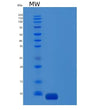 SDS-PAGE analysis of Human CCL26 (C-C Motif Chemokine 26) - Recombinant Protein, showing >95% purity under 15% SDS-PAGE (Reduced)