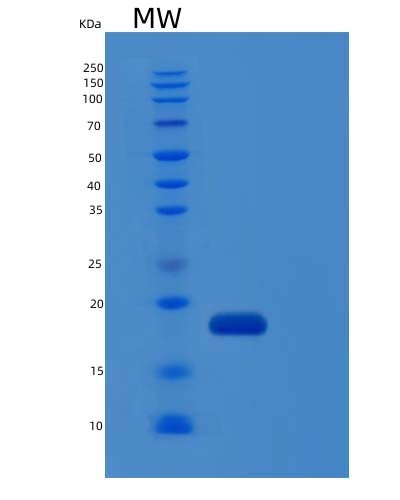 SDS-PAGE analysis of Human IL36G (Interleukin-36 Gamma) - Recombinant Protein, showing >90% purity under 15% SDS-PAGE (Reduced)