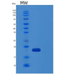 SDS-PAGE analysis of Human IL36G (Interleukin-36 Gamma) - Recombinant Protein, showing >90% purity under 15% SDS-PAGE (Reduced)
