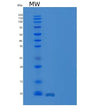 SDS-PAGE analysis of Human CXCL8 (Interleukin-8) - Recombinant Protein, showing >95% purity under 15% SDS-PAGE (Reduced)