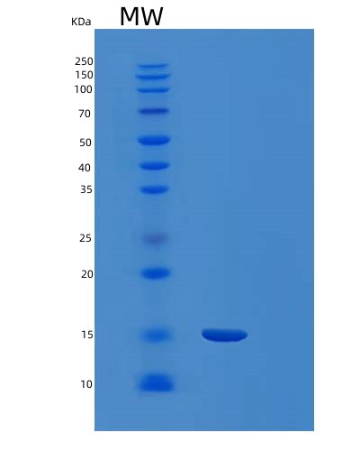 SDS-PAGE analysis of Human FDX1 (Adrenodoxin, Mitochondrial) - Recombinant Protein, showing >85% purity under 15% SDS-PAGE (Reduced)