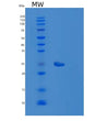 SDS-PAGE analysis of Human FGF17 (Fibroblast Growth Factor 17) - Recombinant Protein, showing >90% purity under 15% SDS-PAGE (Reduced)