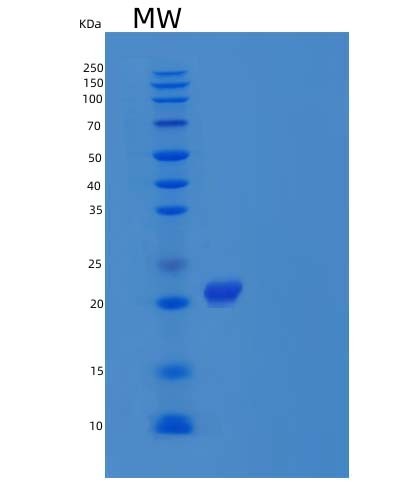 SDS-PAGE analysis of Mouse IL-1 Receptor Antagonist/IL-1ra/IL-1RA - Recombinant Protein, showing >95% purity under 15% SDS-PAGE (Reduced)