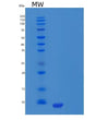 SDS-PAGE analysis of Human PPY (Pancreatic Polypeptide Prohormone) - Recombinant Protein, showing >85% purity under 15% SDS-PAGE (Reduced)