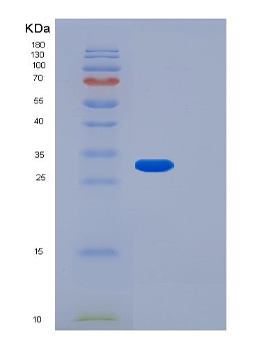 SDS-PAGE analysis of Human FGF14 (Fibroblast Growth Factor 14) - Recombinant Protein, showing >95% purity under 15% SDS-PAGE (Reduced)