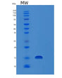 SDS-PAGE analysis of Human FHIT (Bis(5'-Adenosyl)-Triphosphatase) - Recombinant Protein, showing >85% purity under 15% SDS-PAGE (Reduced)