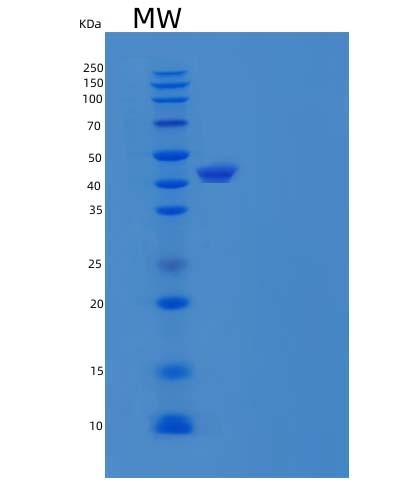 SDS-PAGE analysis of Human APOA4 (Apolipoprotein A-Iv) - Recombinant Protein, showing >85% purity under 15% SDS-PAGE (Reduced)