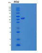 SDS-PAGE analysis of Human APOA4 (Apolipoprotein A-Iv) - Recombinant Protein, showing >85% purity under 15% SDS-PAGE (Reduced)