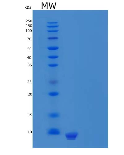 SDS-PAGE analysis of Human CXCL12 (Stromal Cell-Derived Factor 1) - Recombinant Protein, showing >85% purity under 15% SDS-PAGE (Reduced)