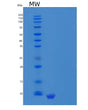 SDS-PAGE analysis of Human CXCL12 (Stromal Cell-Derived Factor 1) - Recombinant Protein, showing >85% purity under 15% SDS-PAGE (Reduced)