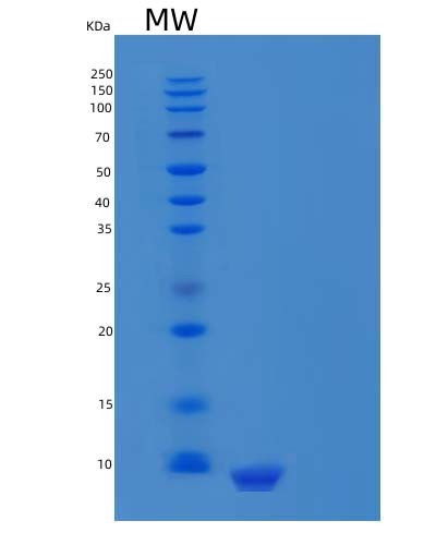 SDS-PAGE analysis of Human CXCL12 (Stromal Cell-Derived Factor 1) - Recombinant Protein, showing >95% purity under 15% SDS-PAGE (Reduced)