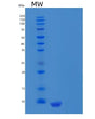 SDS-PAGE analysis of Human CXCL12 (Stromal Cell-Derived Factor 1) - Recombinant Protein, showing >95% purity under 15% SDS-PAGE (Reduced)