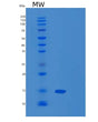 SDS-PAGE analysis of Human FKBP1A (Peptidyl-Prolyl Cis-Trans Isomerase Fkbp1A) - Recombinant Protein, showing >85% purity under 15% SDS-PAGE (Reduced)