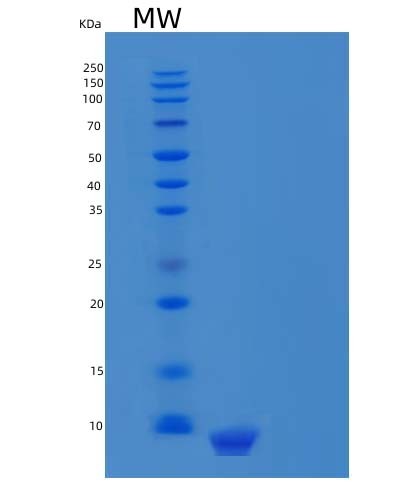 SDS-PAGE analysis of Human CXCL12 (Stromal Cell-Derived Factor 1) - Recombinant Protein, showing >85% purity under 15% SDS-PAGE (Reduced)