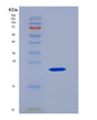 SDS-PAGE analysis of Human IL10 (Interleukin-10) - Recombinant Protein, showing >95% purity under 15% SDS-PAGE (Reduced)