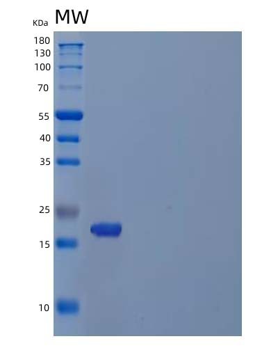 SDS-PAGE analysis of Human ITPA (Inosine Triphosphate Pyrophosphatase) - Recombinant Protein, showing >95% purity under 15% SDS-PAGE (Reduced)
