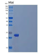SDS-PAGE analysis of Human PDAP1 (28 Kda Heat- And Acid-Stable Phosphoprotein) - Recombinant Protein, showing >90% purity under 15% SDS-PAGE (Reduced)