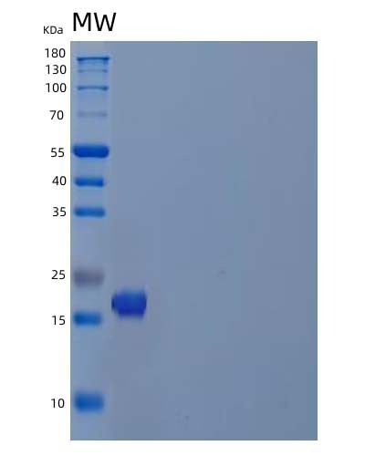 SDS-PAGE analysis of Human PPIL1 (Peptidyl-Prolyl Cis-Trans Isomerase-Like 1) - Recombinant Protein, showing >95% purity under 15% SDS-PAGE (Reduced)