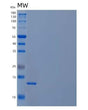 SDS-PAGE analysis of Human CST3 (Cystatin-C) - Recombinant Protein, showing >95% purity under 15% SDS-PAGE (Reduced)