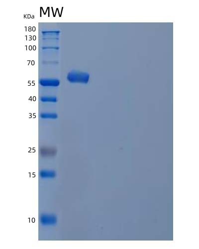 SDS-PAGE analysis of Human IRF5 (Interferon Regulatory Factor 5) - Recombinant Protein, showing >90% purity under 15% SDS-PAGE (Reduced)