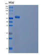 SDS-PAGE analysis of Human IRF5 (Interferon Regulatory Factor 5) - Recombinant Protein, showing >90% purity under 15% SDS-PAGE (Reduced)