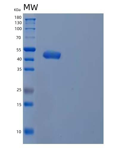 SDS-PAGE analysis of Human INPP5A (Inositol Polyphosphate-5-Phosphatase A) - Recombinant Protein, showing >90% purity under 15% SDS-PAGE (Reduced)