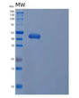 SDS-PAGE analysis of Human INPP5A (Inositol Polyphosphate-5-Phosphatase A) - Recombinant Protein, showing >90% purity under 15% SDS-PAGE (Reduced)