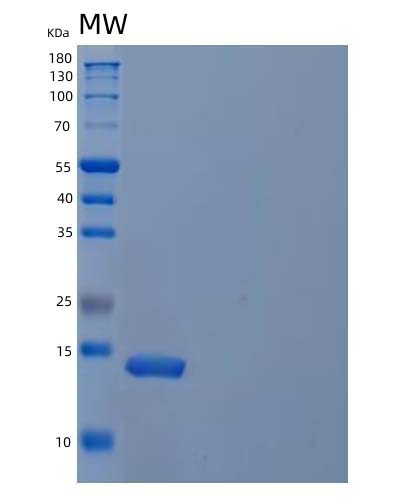 SDS-PAGE analysis of Mouse Il21 (Interleukin-21) - Recombinant Protein, showing >85% purity under 15% SDS-PAGE (Reduced)