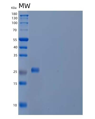SDS-PAGE analysis of Human ACRV1 (Acrosomal Protein Sp-10) - Recombinant Protein, showing >90% purity under 15% SDS-PAGE (Reduced)