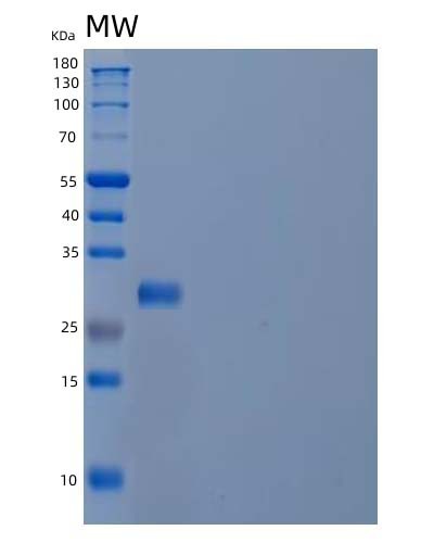 SDS-PAGE analysis of Human PMM2 (Phosphomannomutase 2) - Recombinant Protein, showing >90% purity under 15% SDS-PAGE (Reduced)